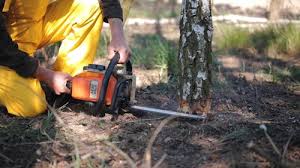 Best Tree Mulching  in Southern Gateway, VA